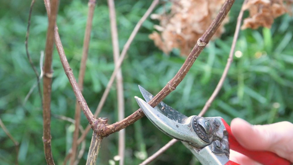 Prune your garden in late winter
